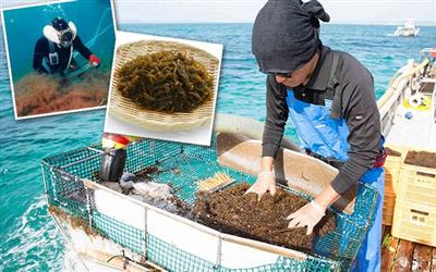 Fucoidan - Hợp chất hỗ trợ tăng cường sức đề kháng cho người bệnh ung bướu