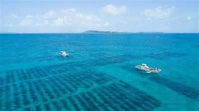 Khám phá những lợi ích cho sức khỏe từ hoạt chất Fucoidan